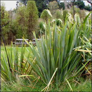 image of phormium tenax flax