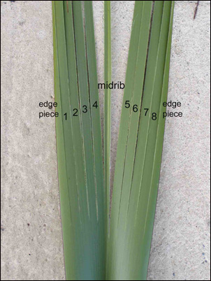 number of strips from a leaf