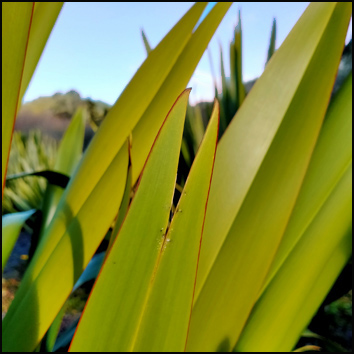 image of phormium tenax flax leaves
