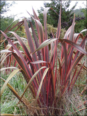 image of red flax