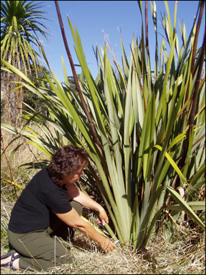 image of cutting flax