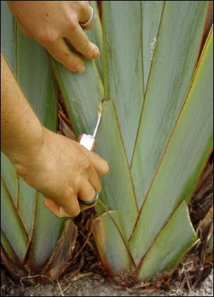 image of flax being cut