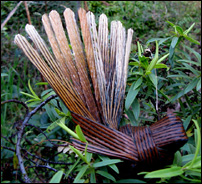 photo of a flax fantail