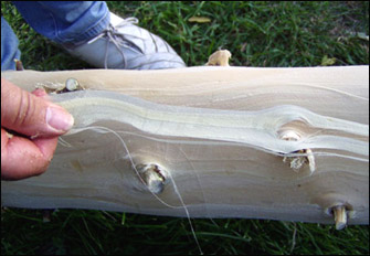 gathering ribbonwood bark