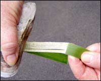 stripping the fibre out of a flax leaf with a mussel shell