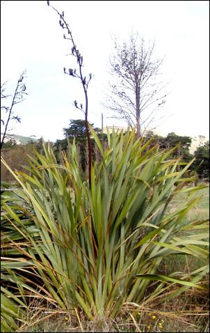 image of phormium tenax flax