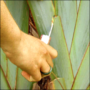 Photo of cutting flax