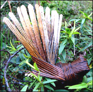 Photo of flax fantail
