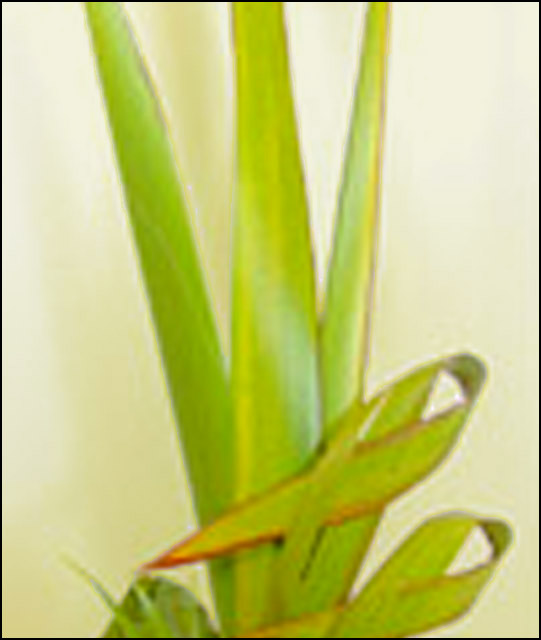 image of flax foliage