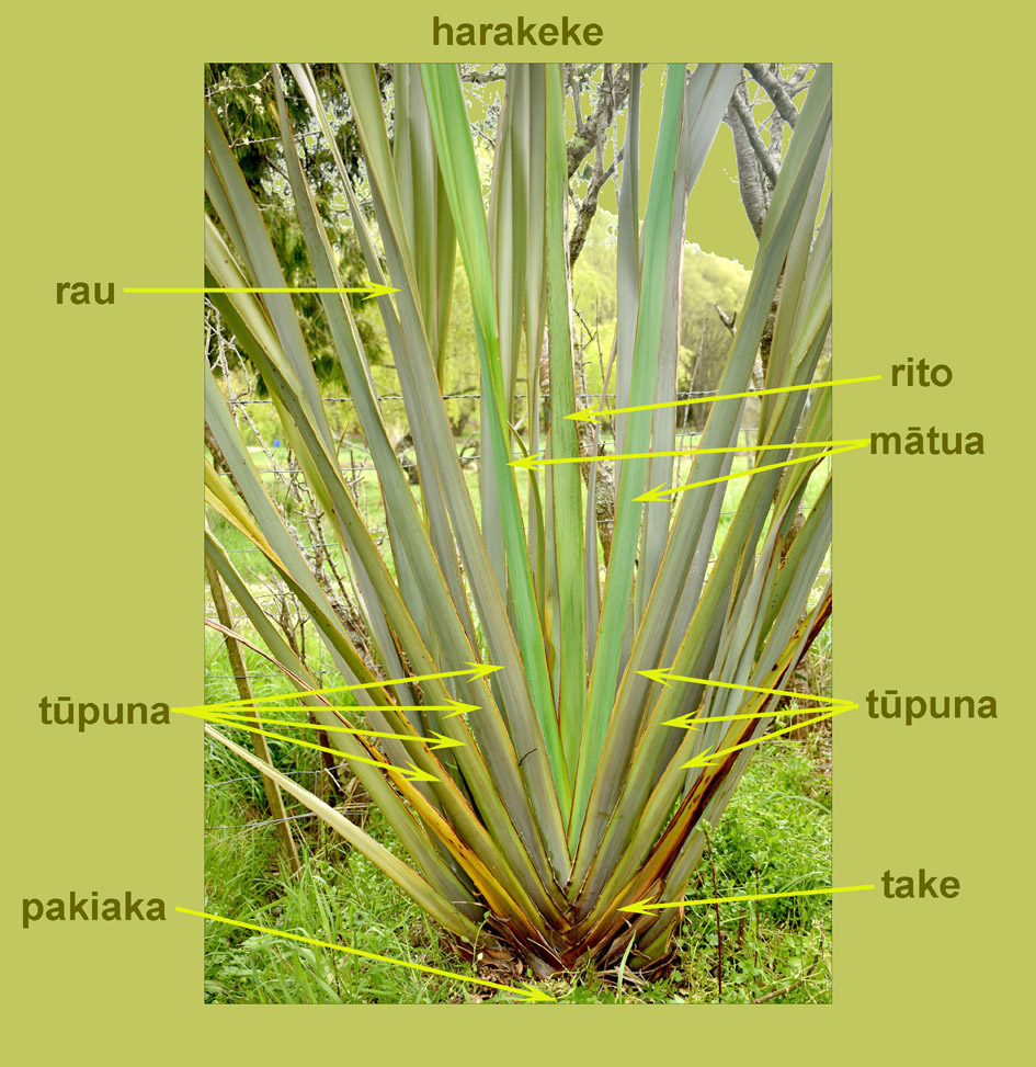 image of harakeke kupu